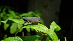 Acraephia perspicillata