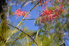 Grevillea dryandri