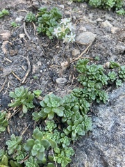Sedum niveum