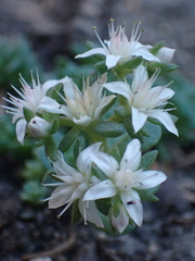Sedum niveum