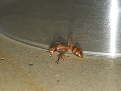 Camponotus zonatus