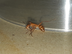 Camponotus zonatus