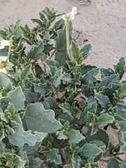 Acleisanthes diffusa