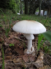 Amanita imazekii