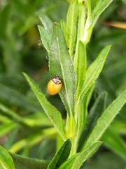 Coccinellidae