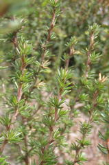 Cliffortia stricta