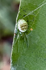 Prasonica seriata