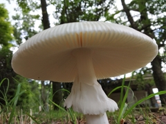 Amanita imazekii