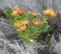 Leucospermum praecox