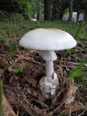 Amanita imazekii