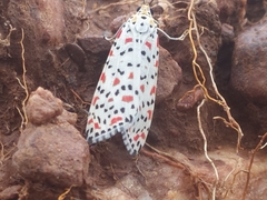 Utetheisa pulchelloides vaga
