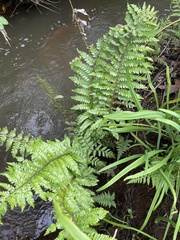 Polystichum polyblepharum