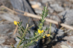 Aotus lanigera