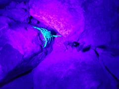 Centruroides sculpturatus