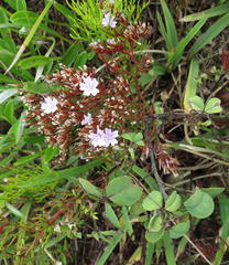 Limonium scabrum scabrum