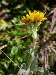 Jacobaea carniolica