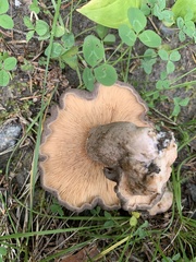 Lactarius mammosus