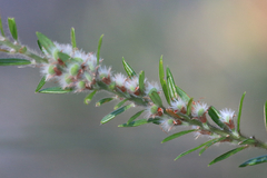 Aotus lanigera