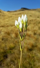 Gentianella vernicosa