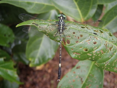 Austrogomphus prasinus