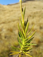 Gentianella vernicosa