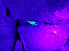 Paravaejovis spinigerus