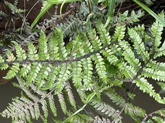 Polystichum polyblepharum