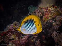 Chaetodon ocellicaudus
