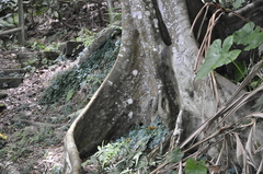 Ficus nervosa
