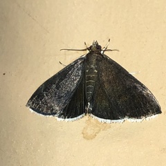 Pyrausta niveicilialis