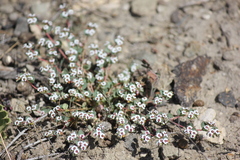 Euphorbia polycarpa polycarpa