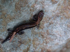 Plethodon elongatus