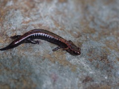Plethodon elongatus