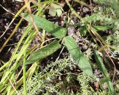 Vigna vexillata angustifolia