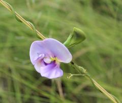 Vigna vexillata angustifolia