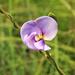 Vigna vexillata angustifolia - Photo (c) riana60, algunos derechos reservados (CC BY-NC), subido por riana60