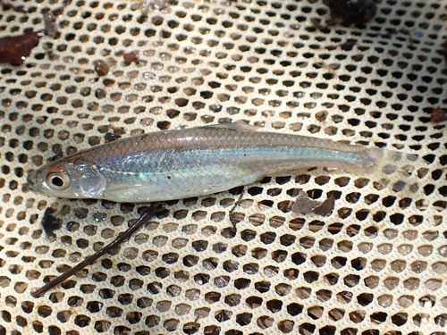 Notropis photogenis