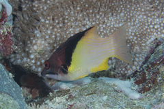 Bodianus mesothorax