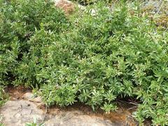 Jasminum quinatum