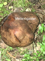 Melanogaster