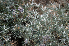 Lupinus elatus