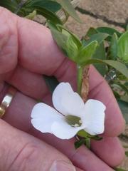 Barleria mackenii