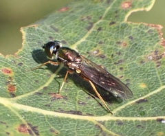 Sargus flavipes