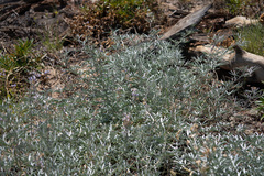 Lupinus elatus