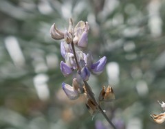 Lupinus elatus