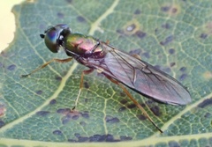 Sargus flavipes