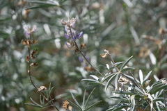 Lupinus elatus