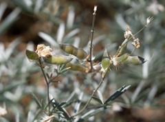 Lupinus elatus