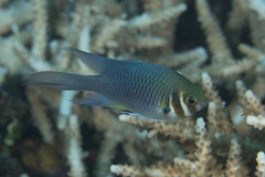 Neoglyphidodon mitratus