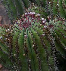 Euphorbia polygona